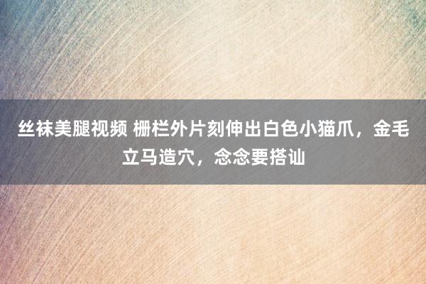 丝袜美腿视频 栅栏外片刻伸出白色小猫爪，金毛立马造穴，念念要搭讪